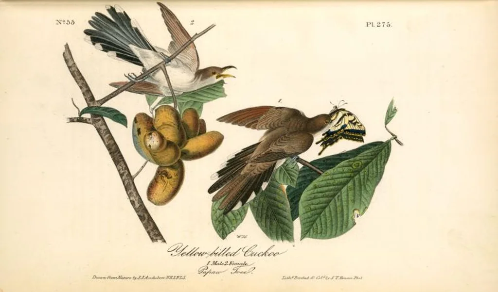 An illustration from The birds of America, from drawings made in the United States and their territories. By John James Audubon, 1840, leaf 278