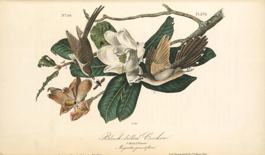An illustration from The birds of America, from drawings made in the United States and their territories. By John James Audubon, 1840, leaf 279