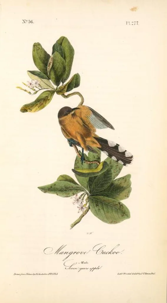 An illustration from The birds of America, from drawings made in the United States and their territories. By John James Audubon, 1840, leaf 280