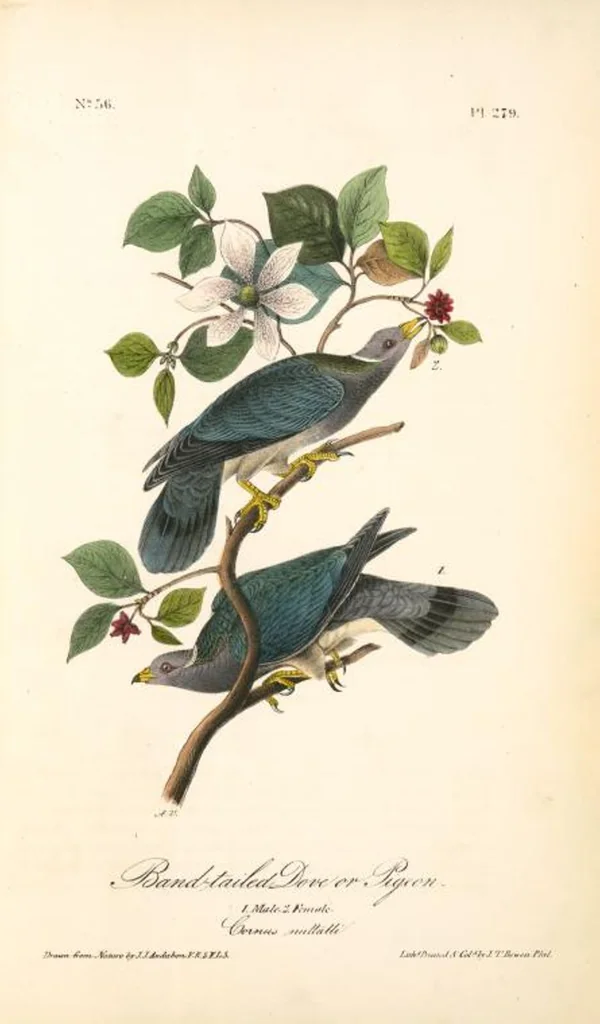 An illustration from The birds of America, from drawings made in the United States and their territories. By John James Audubon, 1840, leaf 282