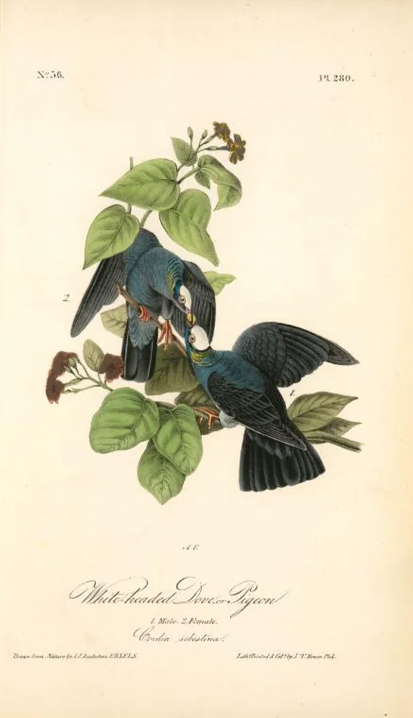 An illustration from The birds of America, from drawings made in the United States and their territories. By John James Audubon, 1840, leaf 283