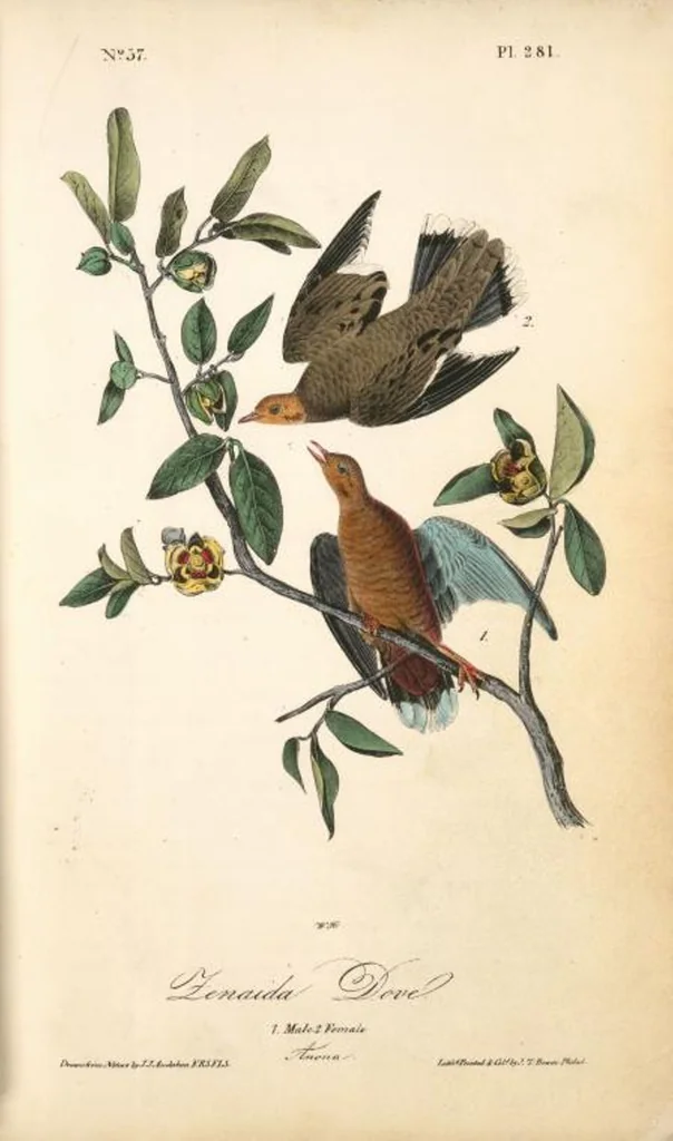 An illustration from The birds of America, from drawings made in the United States and their territories. By John James Audubon, 1840, leaf 284