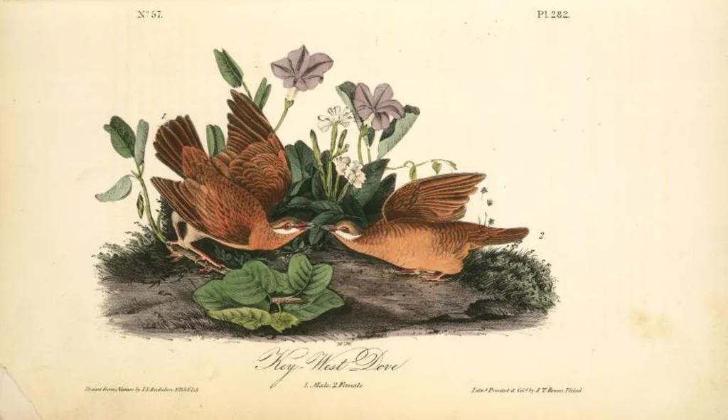 An illustration from The birds of America, from drawings made in the United States and their territories. By John James Audubon, 1840, leaf 285