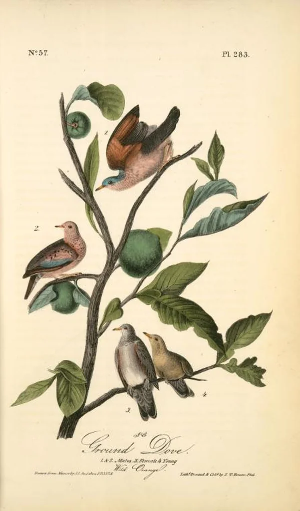 An illustration from The birds of America, from drawings made in the United States and their territories. By John James Audubon, 1840, leaf 286