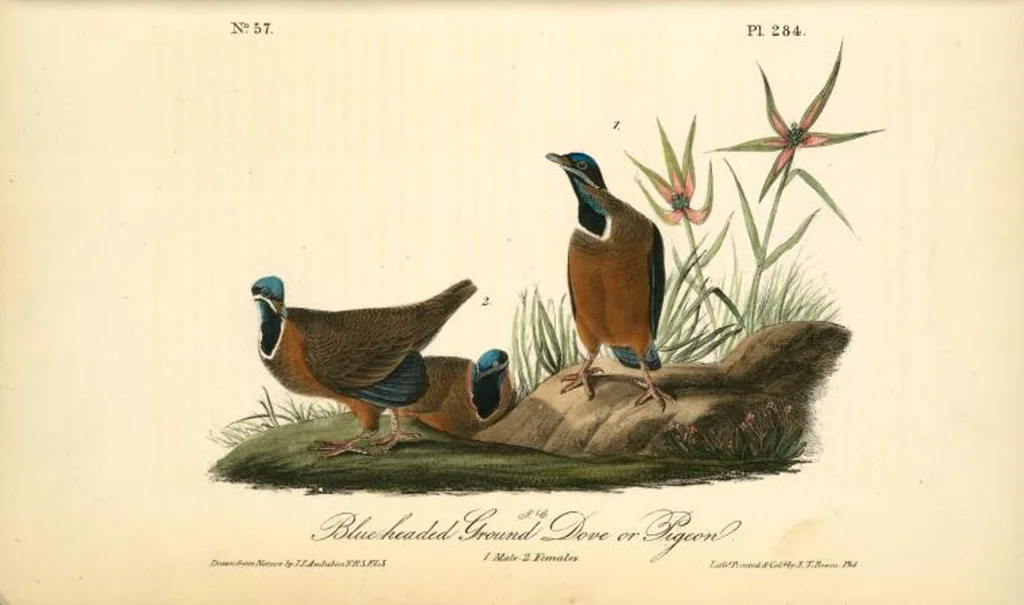 An illustration from The birds of America, from drawings made in the United States and their territories. By John James Audubon, 1840, leaf 287