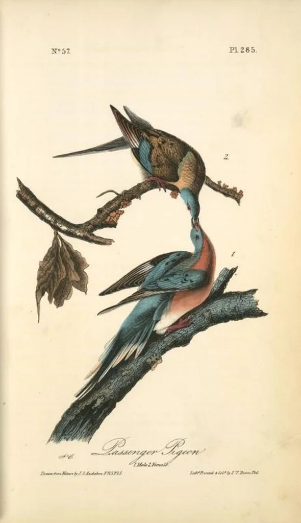 An illustration from The birds of America, from drawings made in the United States and their territories. By John James Audubon, 1840, leaf 288