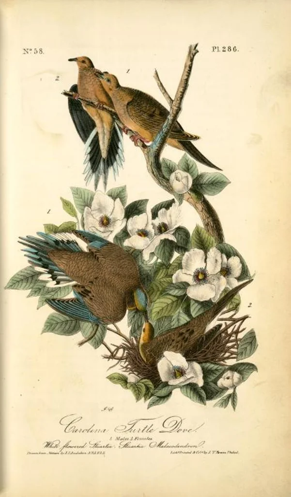 An illustration from The birds of America, from drawings made in the United States and their territories. By John James Audubon, 1840, leaf 289