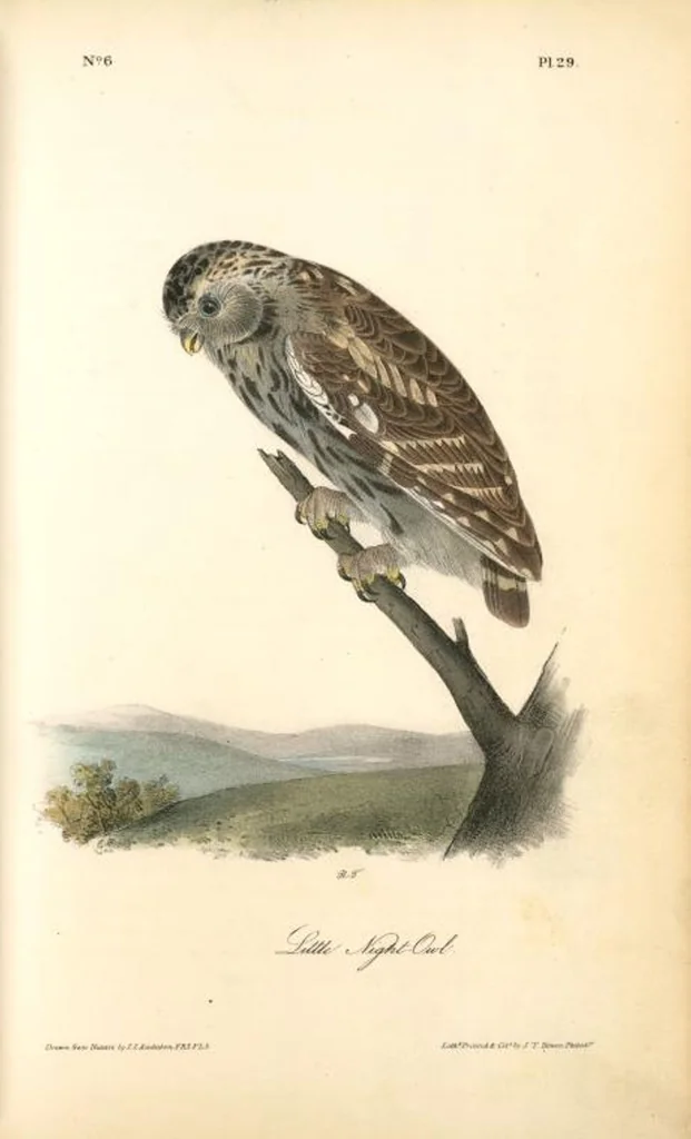 An illustration from The birds of America, from drawings made in the United States and their territories. By John James Audubon, 1840, leaf 29