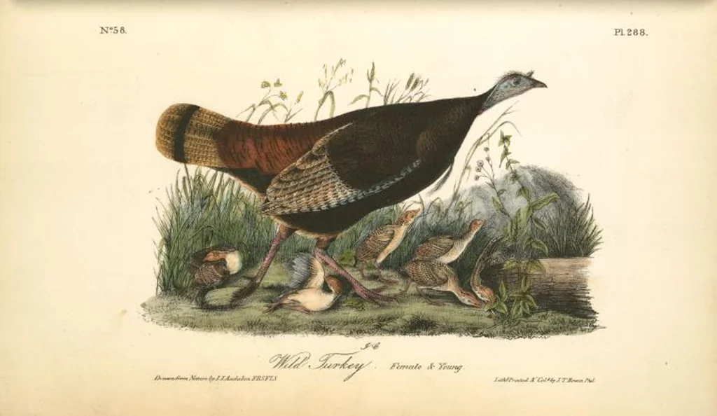 An illustration from The birds of America, from drawings made in the United States and their territories. By John James Audubon, 1840, leaf 291