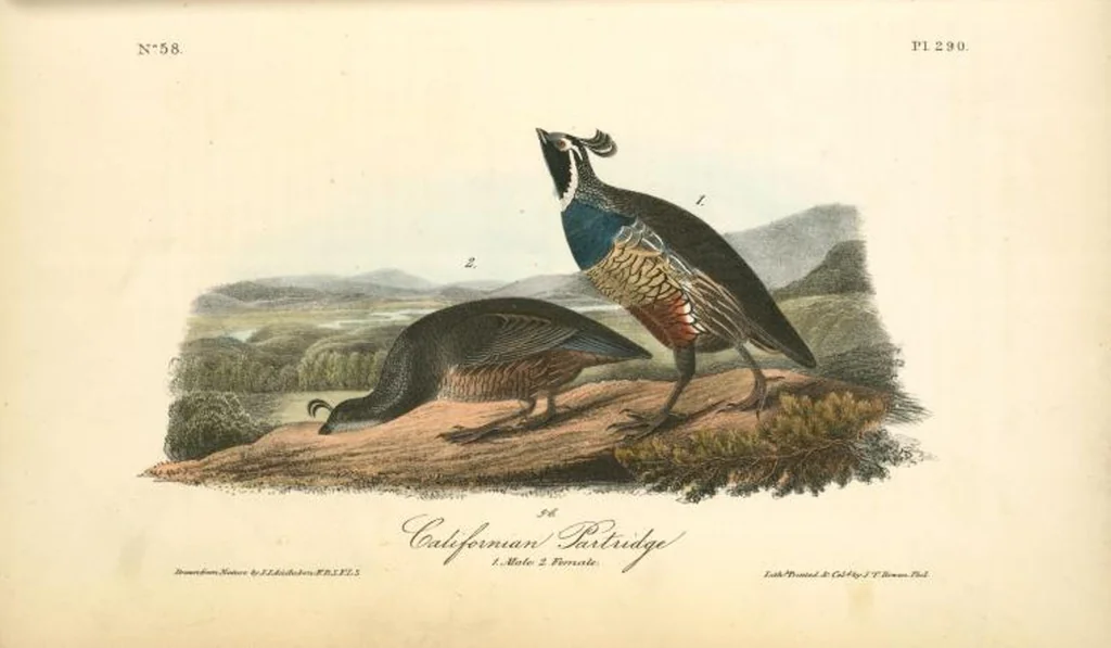 An illustration from The birds of America, from drawings made in the United States and their territories. By John James Audubon, 1840, leaf 294