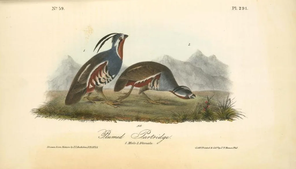 An illustration from The birds of America, from drawings made in the United States and their territories. By John James Audubon, 1840, leaf 295
