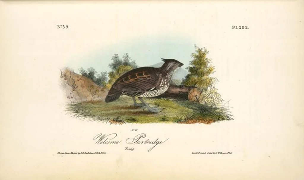An illustration from The birds of America, from drawings made in the United States and their territories. By John James Audubon, 1840, leaf 296