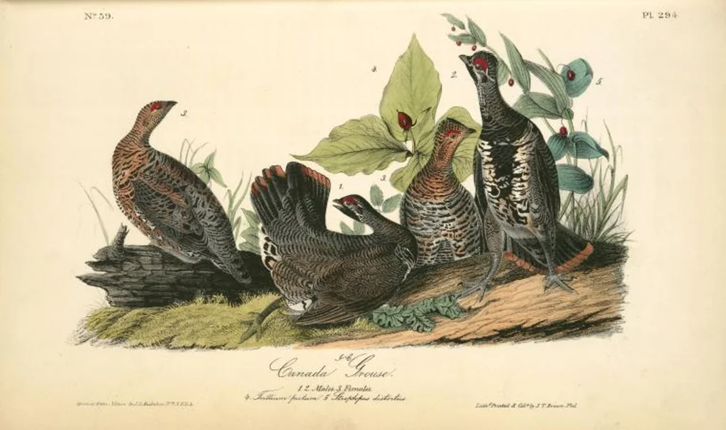 An illustration from The birds of America, from drawings made in the United States and their territories. By John James Audubon, 1840, leaf 298