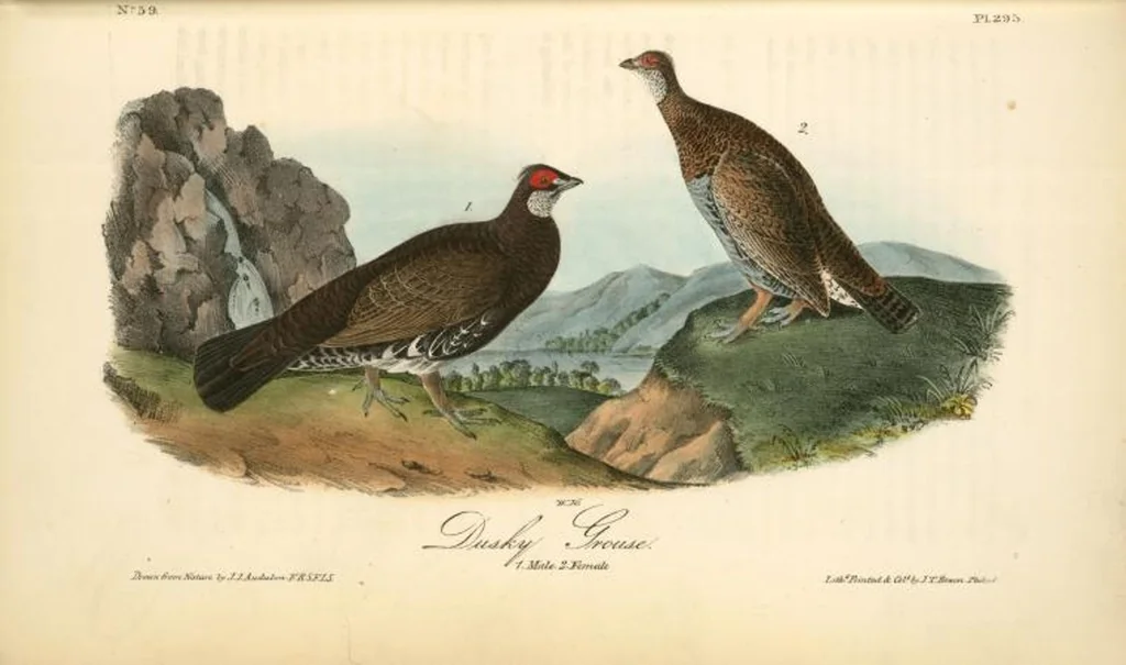 An illustration from The birds of America, from drawings made in the United States and their territories. By John James Audubon, 1840, leaf 299