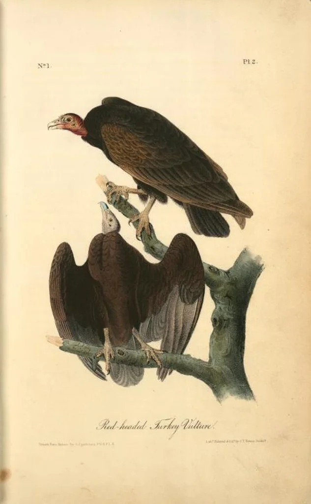 An illustration from The birds of America, from drawings made in the United States and their territories. By John James Audubon, 1840, leaf 3