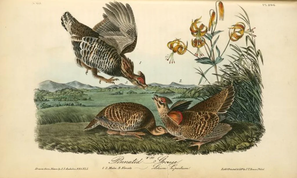 An illustration from The birds of America, from drawings made in the United States and their territories. By John James Audubon, 1840, leaf 300