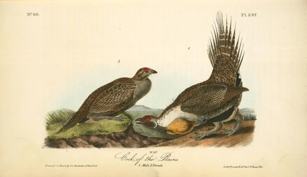 An illustration from The birds of America, from drawings made in the United States and their territories. By John James Audubon, 1840, leaf 301