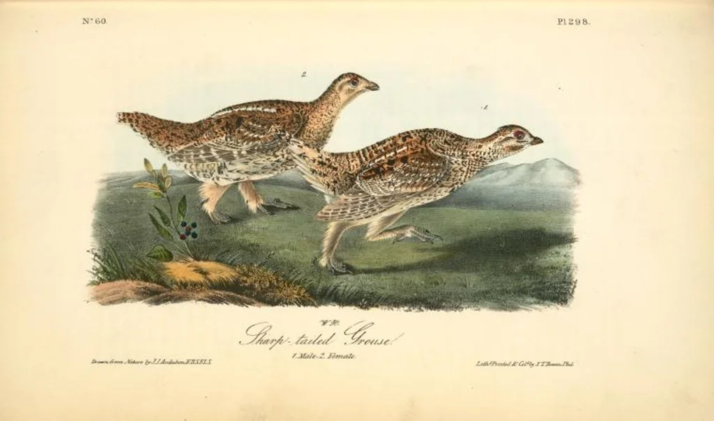 An illustration from The birds of America, from drawings made in the United States and their territories. By John James Audubon, 1840, leaf 302