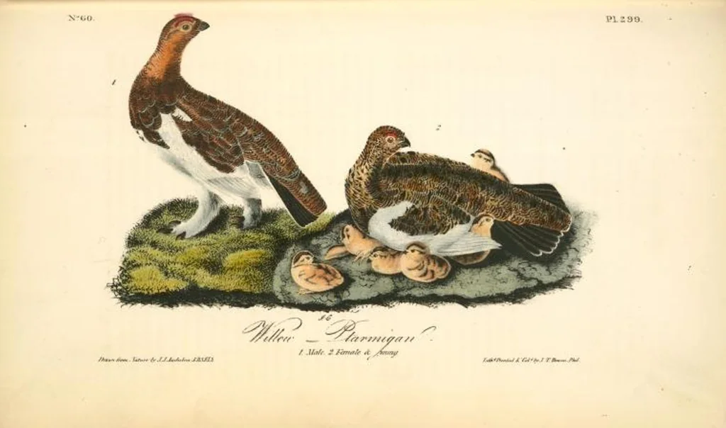 An illustration from The birds of America, from drawings made in the United States and their territories. By John James Audubon, 1840, leaf 303