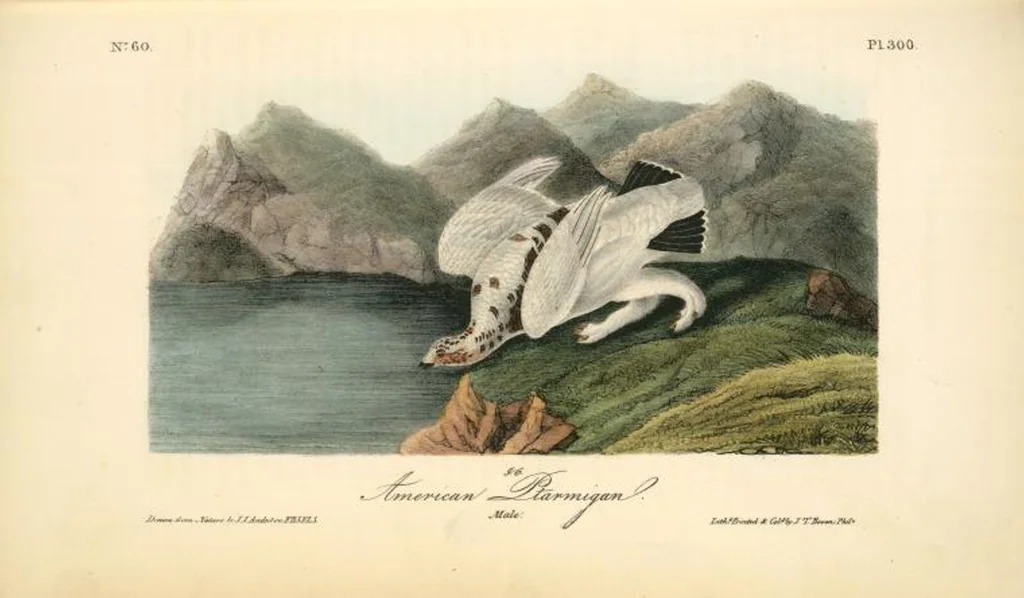 An illustration from The birds of America, from drawings made in the United States and their territories. By John James Audubon, 1840, leaf 304