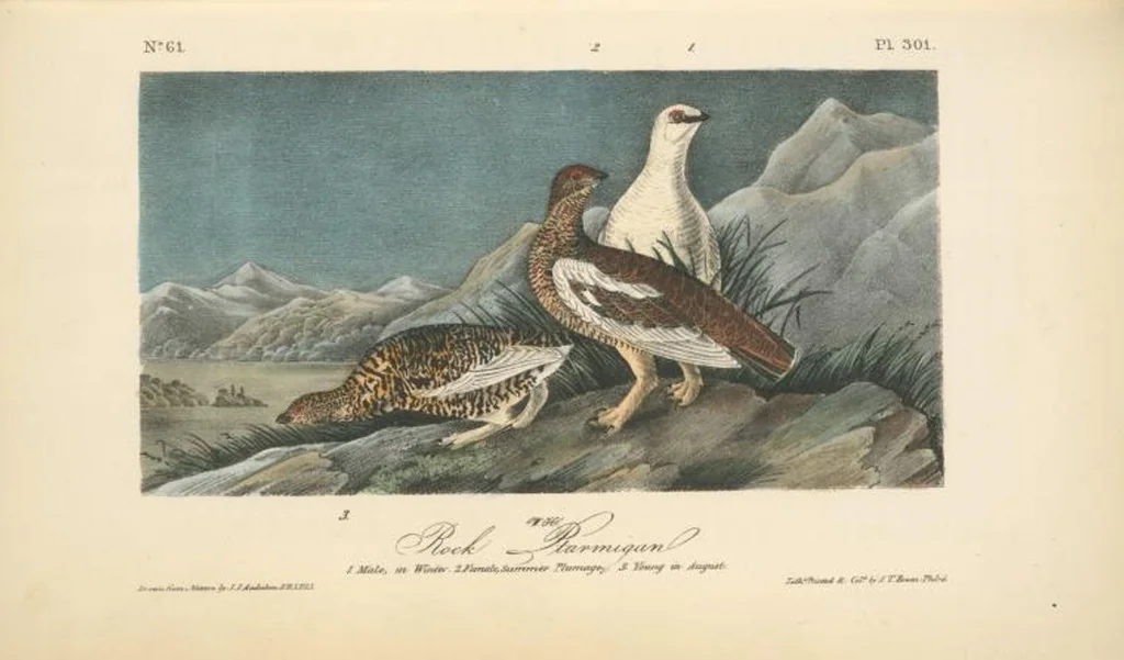 An illustration from The birds of America, from drawings made in the United States and their territories. By John James Audubon, 1840, leaf 305