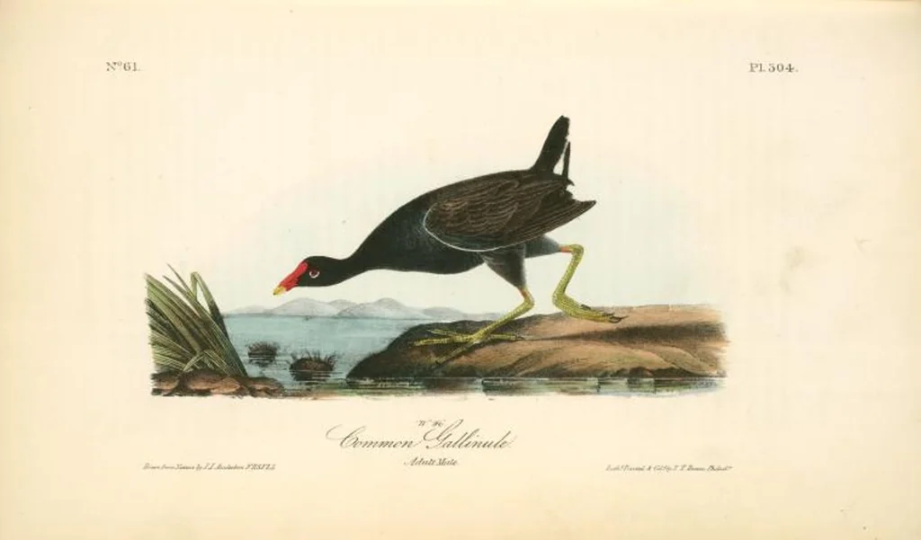 An illustration from The birds of America, from drawings made in the United States and their territories. By John James Audubon, 1840, leaf 308