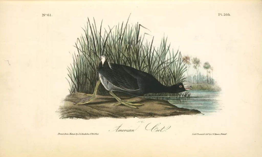 An illustration from The birds of America, from drawings made in the United States and their territories. By John James Audubon, 1840, leaf 309