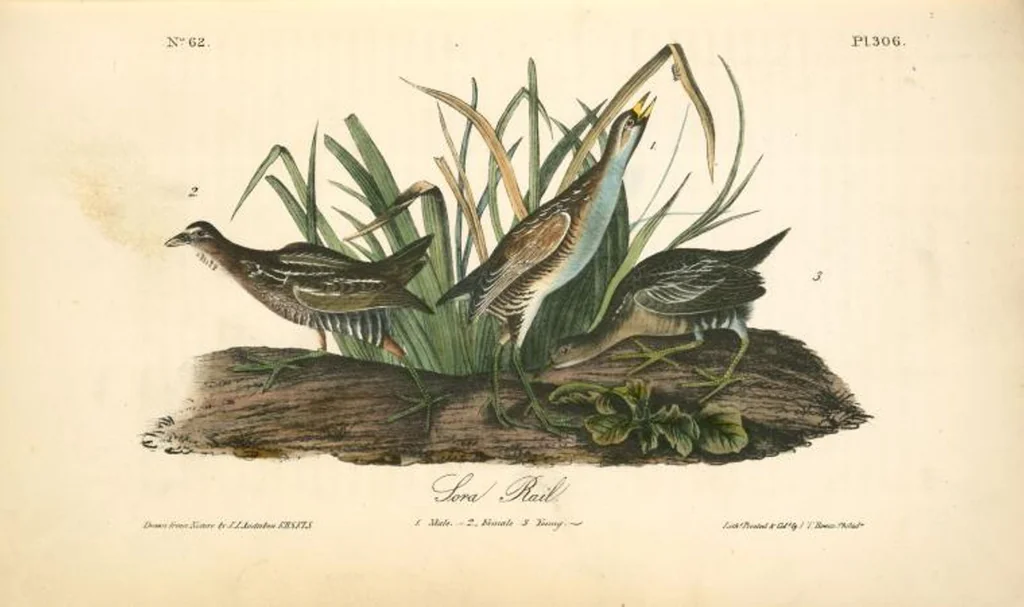 An illustration from The birds of America, from drawings made in the United States and their territories. By John James Audubon, 1840, leaf 310