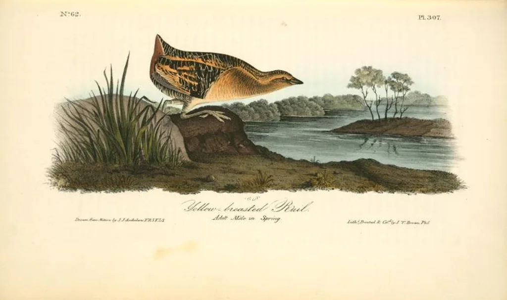 An illustration from The birds of America, from drawings made in the United States and their territories. By John James Audubon, 1840, leaf 311