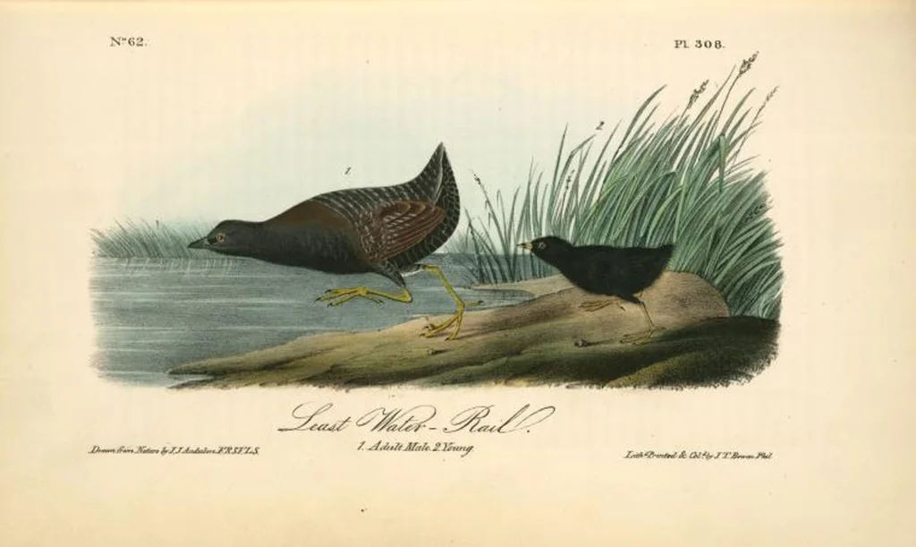 An illustration from The birds of America, from drawings made in the United States and their territories. By John James Audubon, 1840, leaf 312