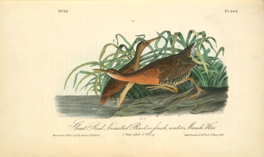 An illustration from The birds of America, from drawings made in the United States and their territories. By John James Audubon, 1840, leaf 313
