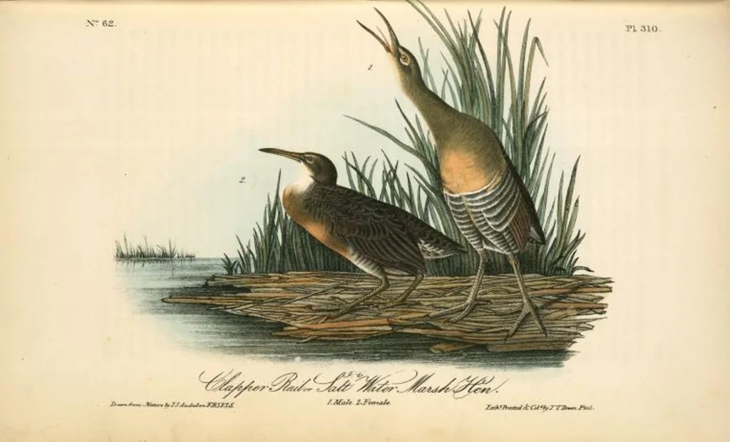 An illustration from The birds of America, from drawings made in the United States and their territories. By John James Audubon, 1840, leaf 314