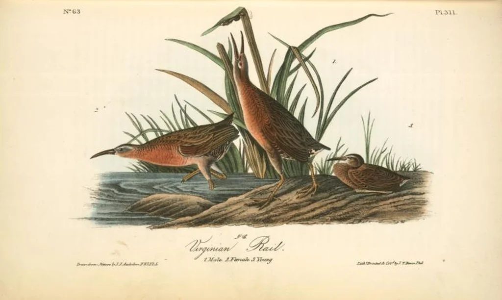 An illustration from The birds of America, from drawings made in the United States and their territories. By John James Audubon, 1840, leaf 315
