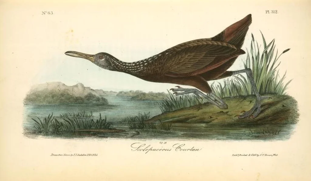An illustration from The birds of America, from drawings made in the United States and their territories. By John James Audubon, 1840, leaf 316
