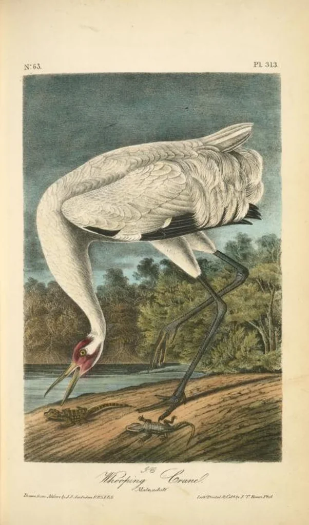 An illustration from The birds of America, from drawings made in the United States and their territories. By John James Audubon, 1840, leaf 317