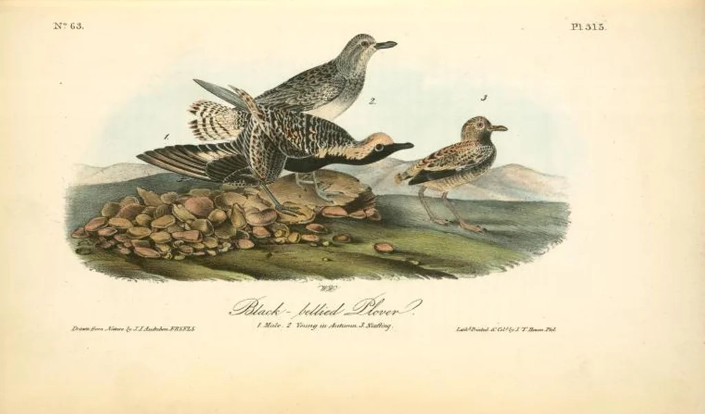 An illustration from The birds of America, from drawings made in the United States and their territories. By John James Audubon, 1840, leaf 319