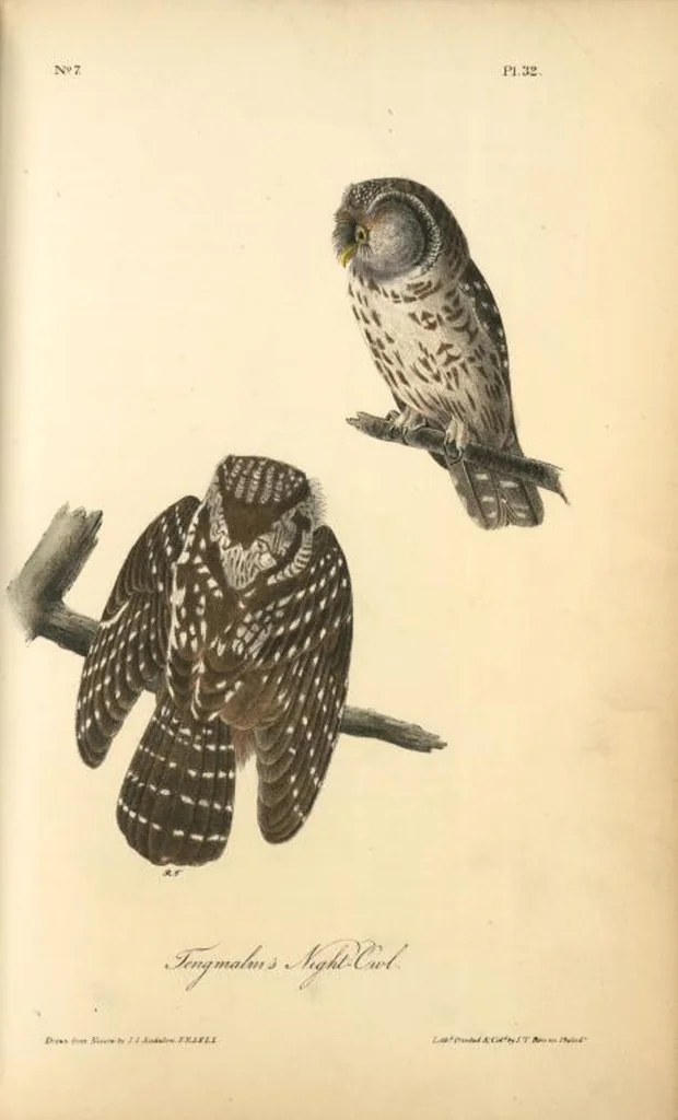 An illustration from The birds of America, from drawings made in the United States and their territories. By John James Audubon, 1840, leaf 32