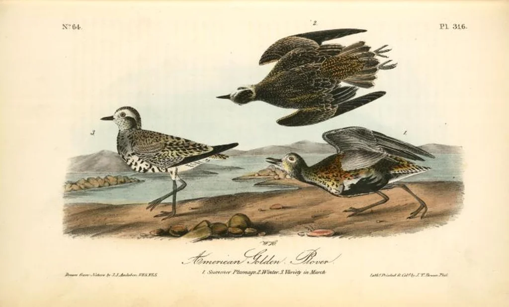 An illustration from The birds of America, from drawings made in the United States and their territories. By John James Audubon, 1840, leaf 320