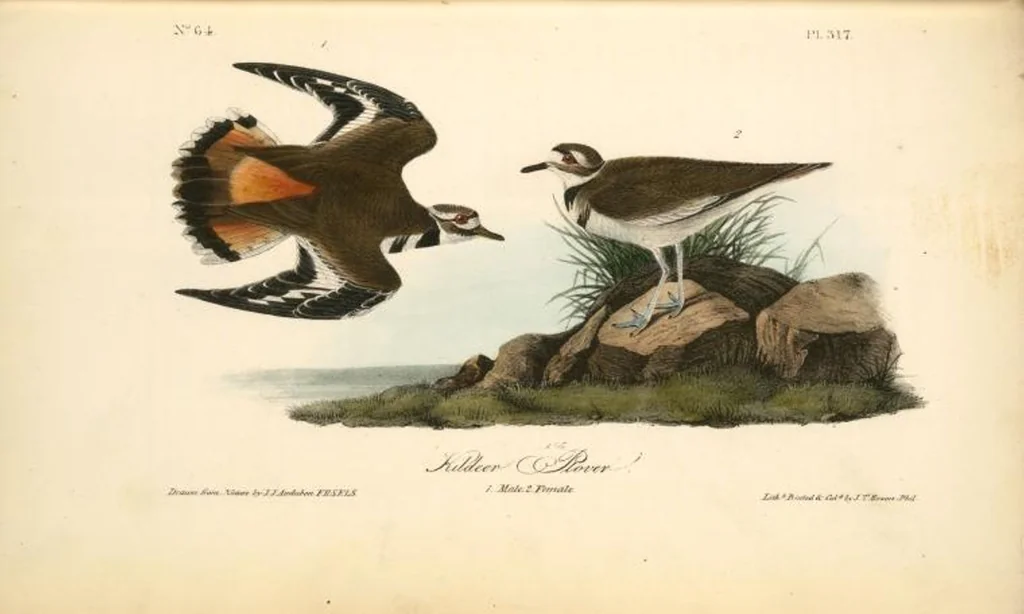 An illustration from The birds of America, from drawings made in the United States and their territories. By John James Audubon, 1840, leaf 321