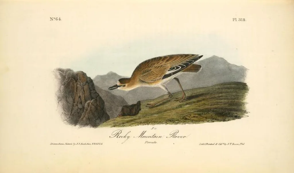 An illustration from The birds of America, from drawings made in the United States and their territories. By John James Audubon, 1840, leaf 322
