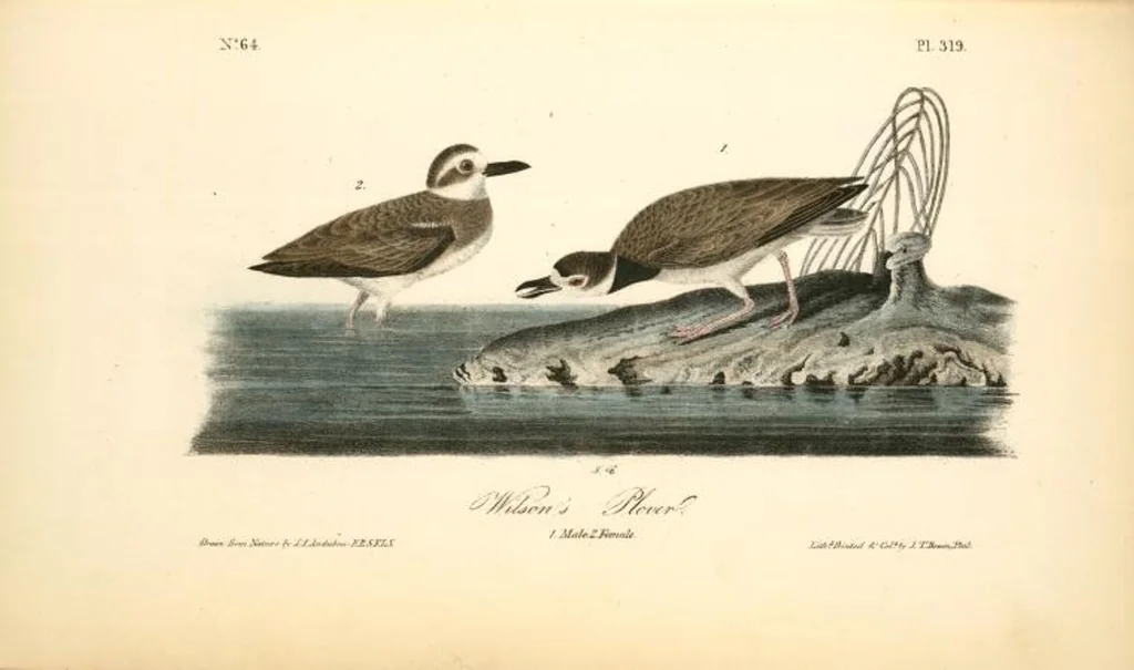 An illustration from The birds of America, from drawings made in the United States and their territories. By John James Audubon, 1840, leaf 323