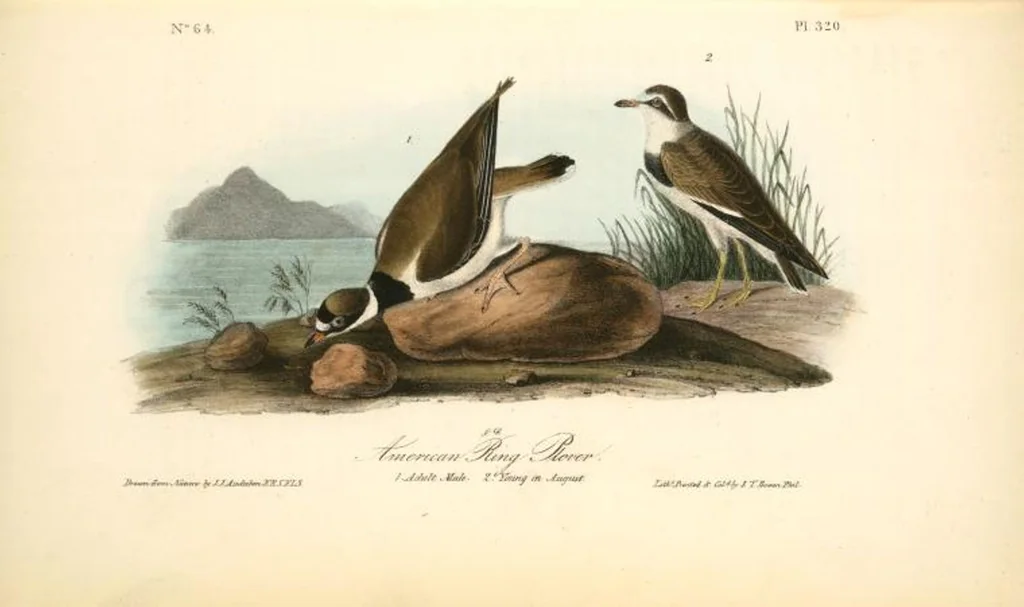 An illustration from The birds of America, from drawings made in the United States and their territories. By John James Audubon, 1840, leaf 324