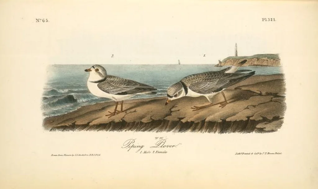 An illustration from The birds of America, from drawings made in the United States and their territories. By John James Audubon, 1840, leaf 325