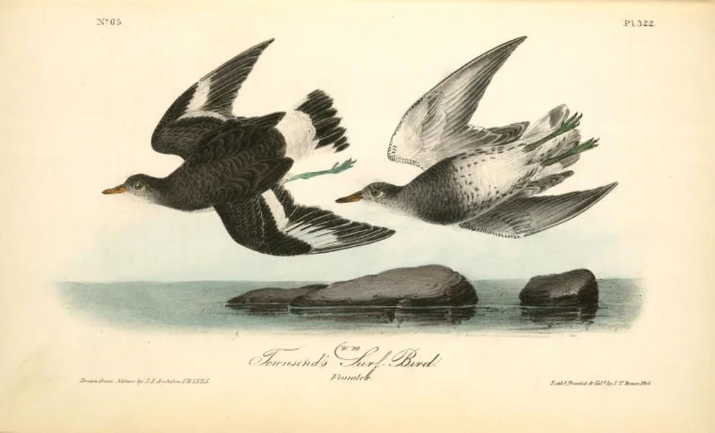 An illustration from The birds of America, from drawings made in the United States and their territories. By John James Audubon, 1840, leaf 326