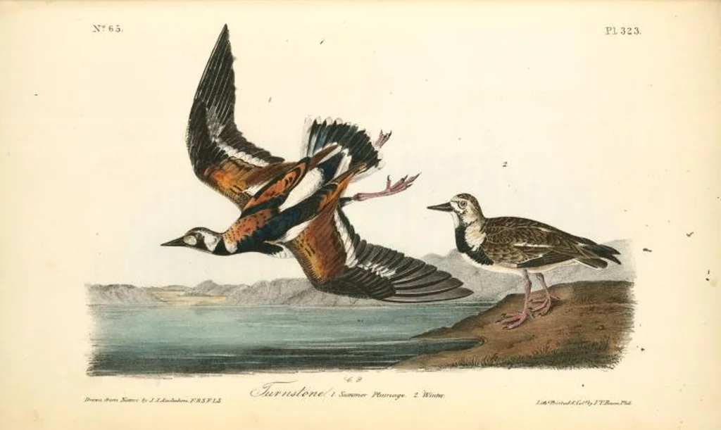 An illustration from The birds of America, from drawings made in the United States and their territories. By John James Audubon, 1840, leaf 327