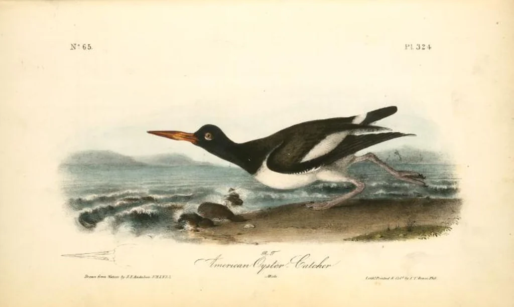 An illustration from The birds of America, from drawings made in the United States and their territories. By John James Audubon, 1840, leaf 328