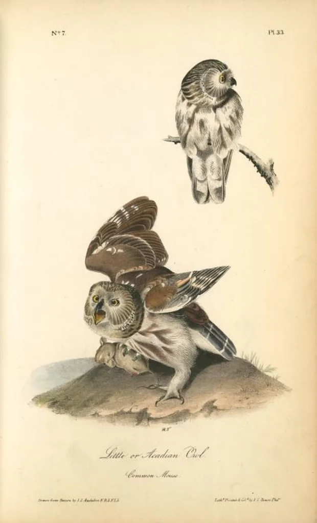 An illustration from The birds of America, from drawings made in the United States and their territories. By John James Audubon, 1840, leaf 33