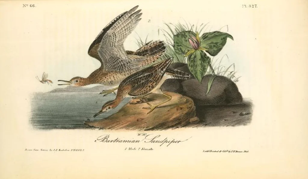 An illustration from The birds of America, from drawings made in the United States and their territories. By John James Audubon, 1840, leaf 331