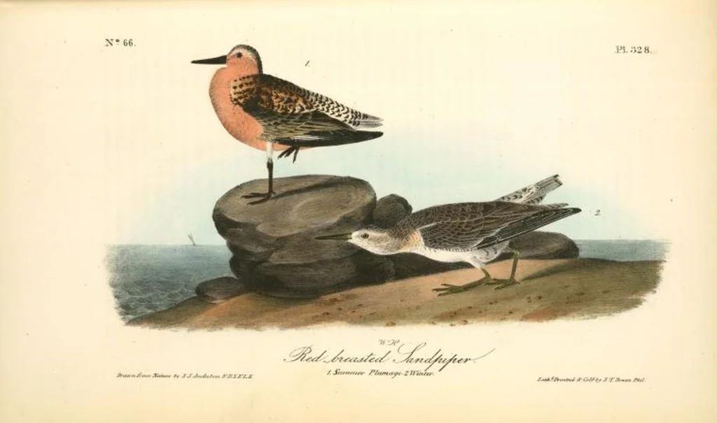 An illustration from The birds of America, from drawings made in the United States and their territories. By John James Audubon, 1840, leaf 332