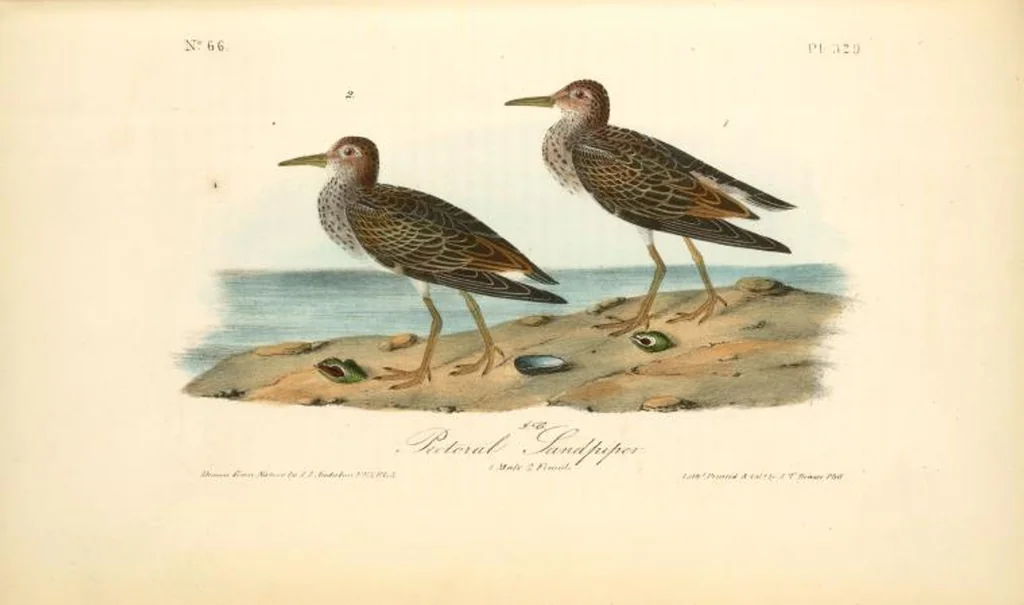 An illustration from The birds of America, from drawings made in the United States and their territories. By John James Audubon, 1840, leaf 333
